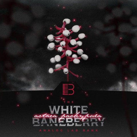 White Baneberry (Analog Lab V Bank)