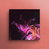 Scintilla (Sample Pack) - Original Compositions + Stems